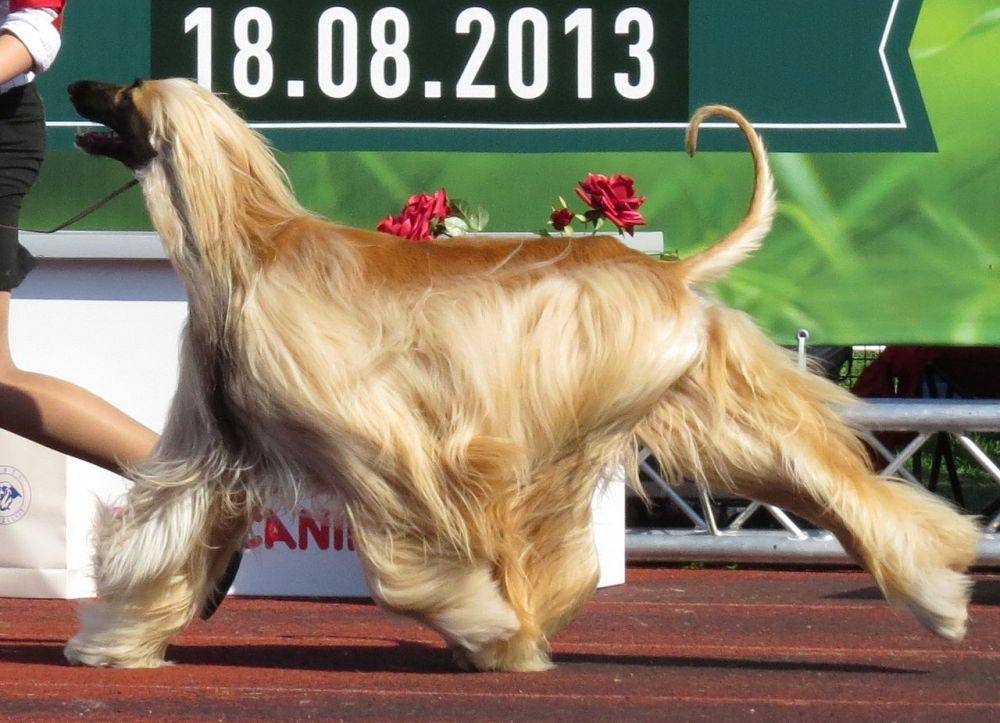 afghan hound (commons.wikimedia.org/Томасина)