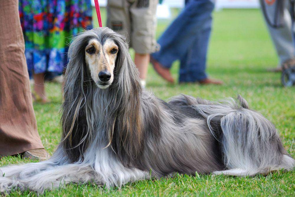 afghan hound (commons.wikimedia.org/Lilly M)