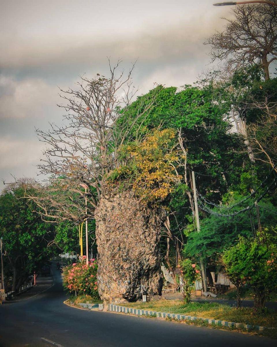 Jalan Situbondo-Banyuwangi (instagram.com/_knwdeny)