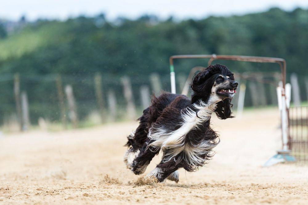 afghan hound (pixabay.com/peterkaul)