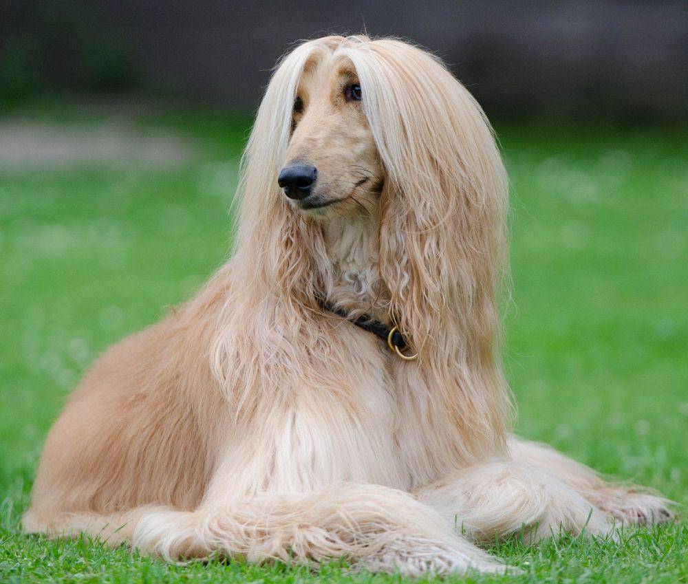 afghan hound (pixabay.com/825545)