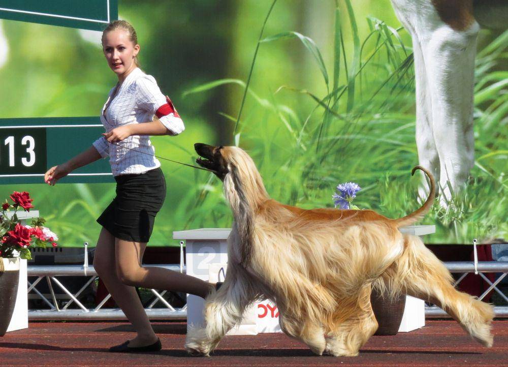 afghan hound (commons.wikimedia.org/Томасина)