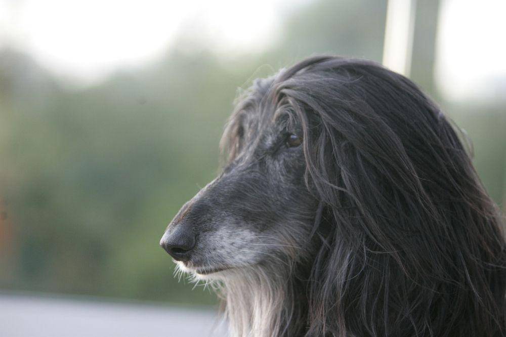 afghan hound (pixabay.com/gebirgsman)