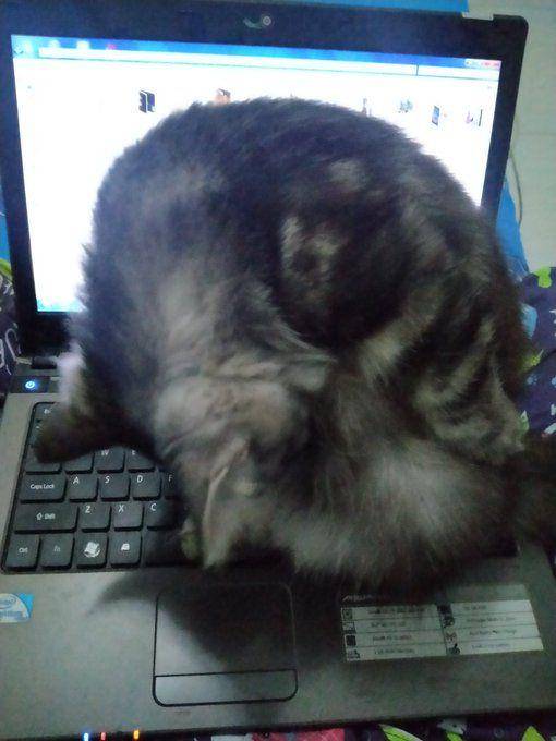 foto kucing ganggu manusia (twitter.com/15fbMnh)