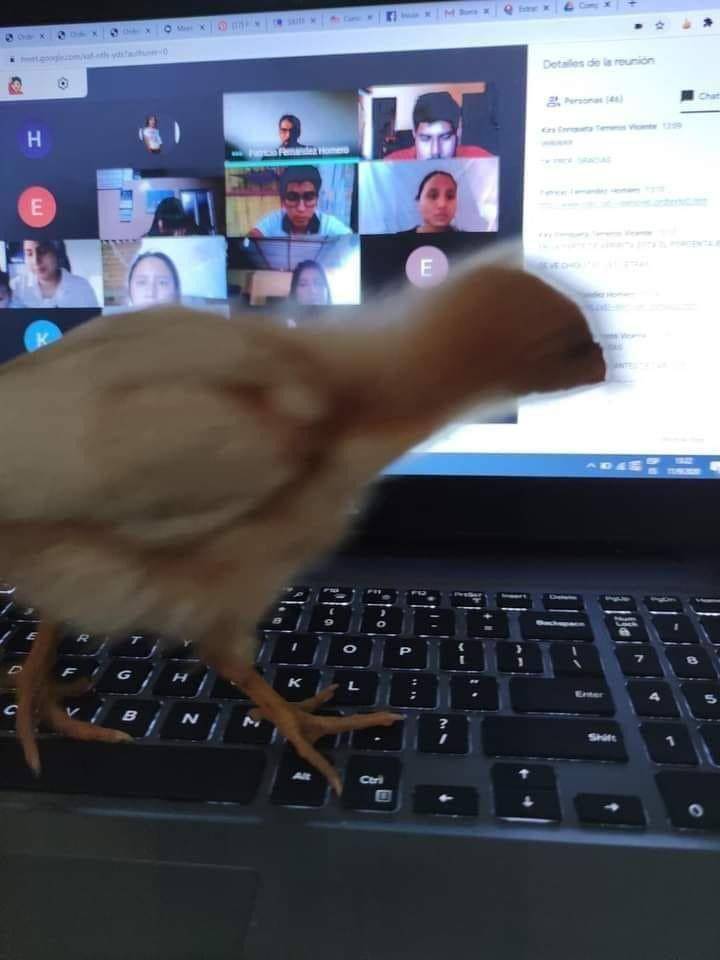 potret ayam ganggu manusia (twitter.com/bbytomatoes)