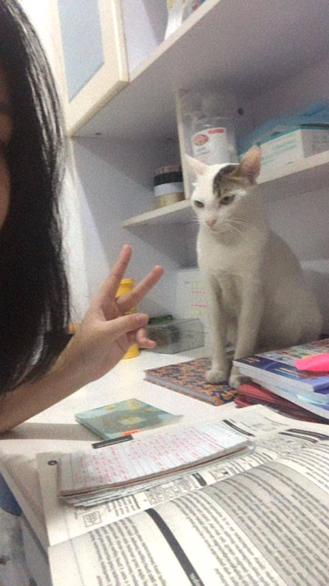 potret kucing ganggu manusia (twitter.com/biribidam)