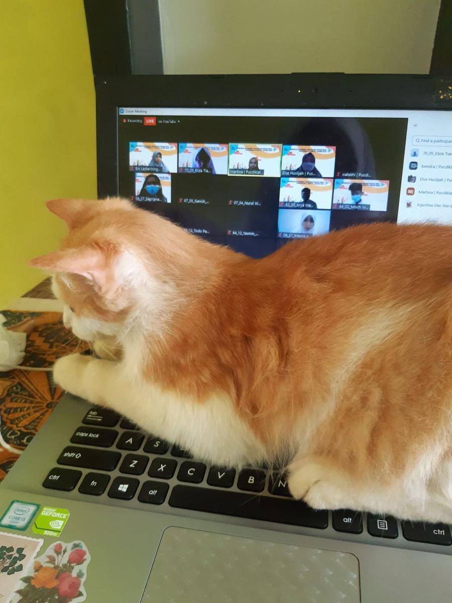 potret kucing ganggu manusia (twitter.com/goldencatto_)