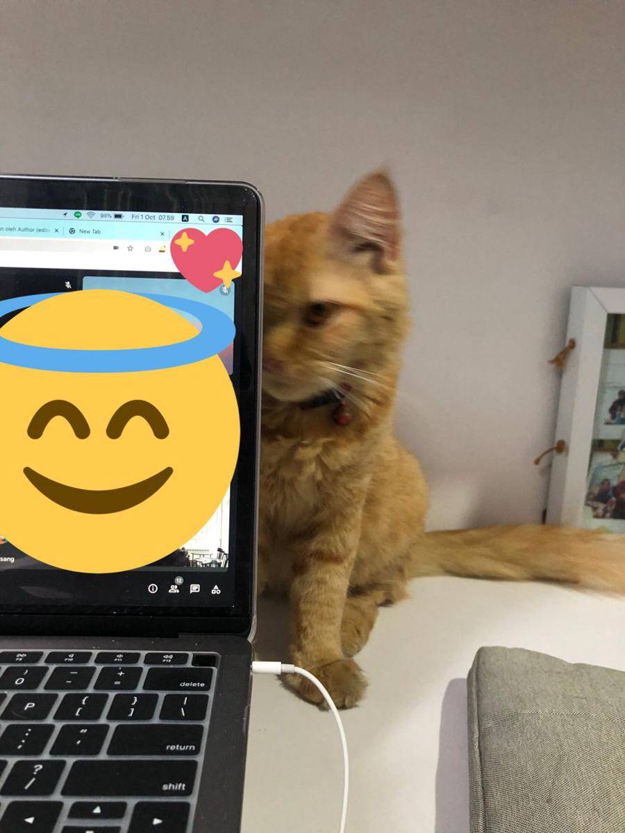 potret kucing ganggu manusia (twitter.com/sourscary)