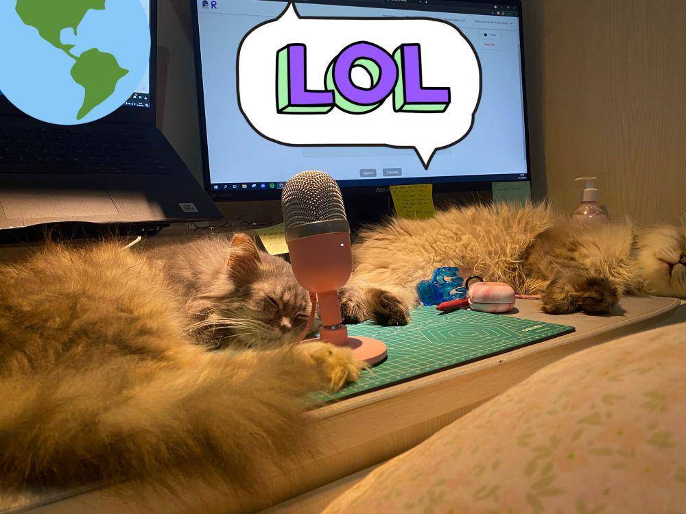 potret kucing ganggu manusia (twitter.com/farhoen26)