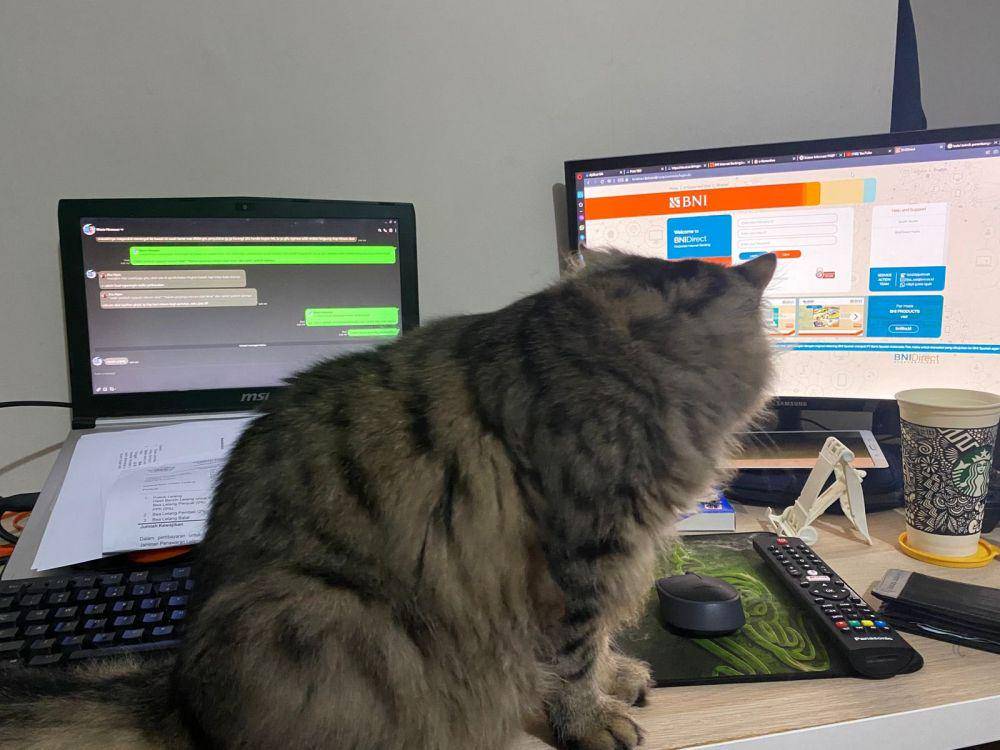 potret kucing ganggu manusia (twitter.com/VanilllaaEclair)