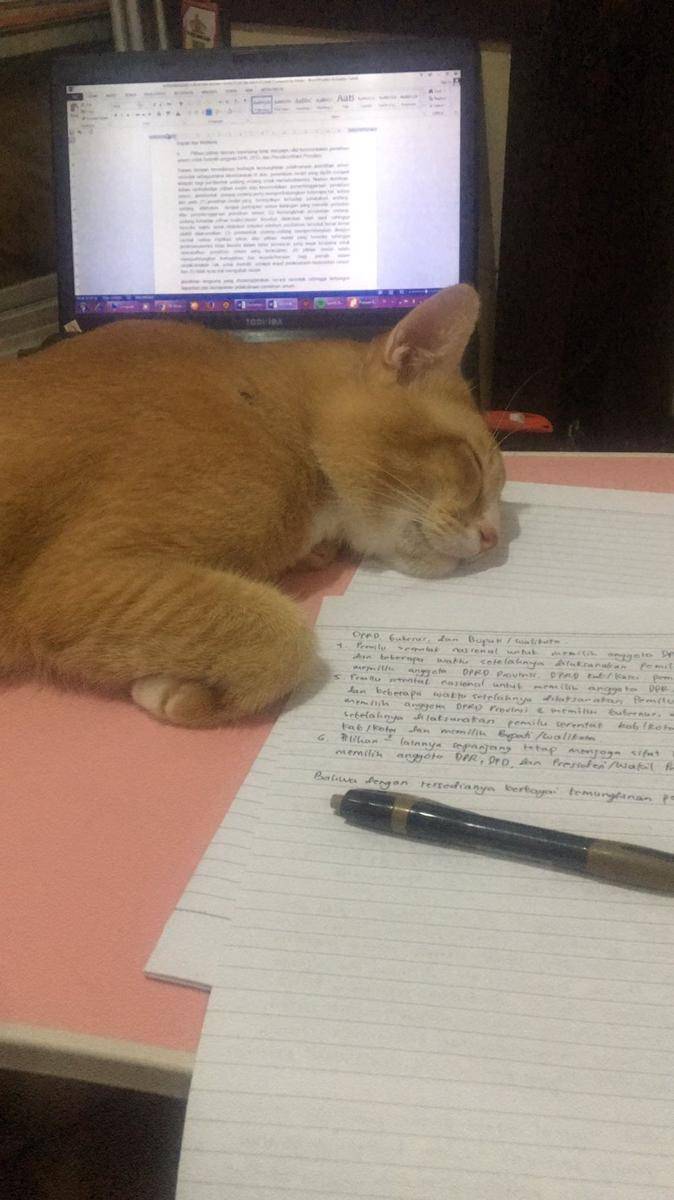 potret kucing ganggu manusia (twitter.com/suhmmerstohsw)