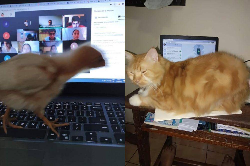 potret hewan ganggu manusia (twitter.com/bbytomatoes | twitter.com/husnunfatin)