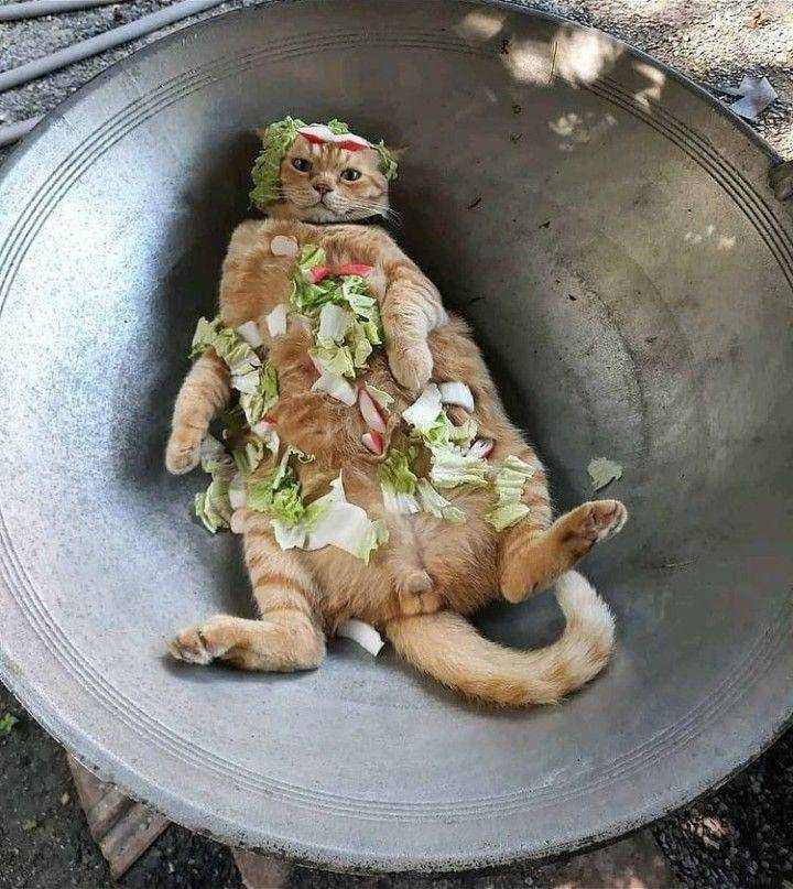 potret kucing 'dikemas' (instagram.com/kucingmeongid)