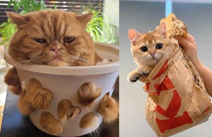 10 Potret Kucing 'Dikemas' yang Bikin Gemas, Ekspresinya Kocak Abis!