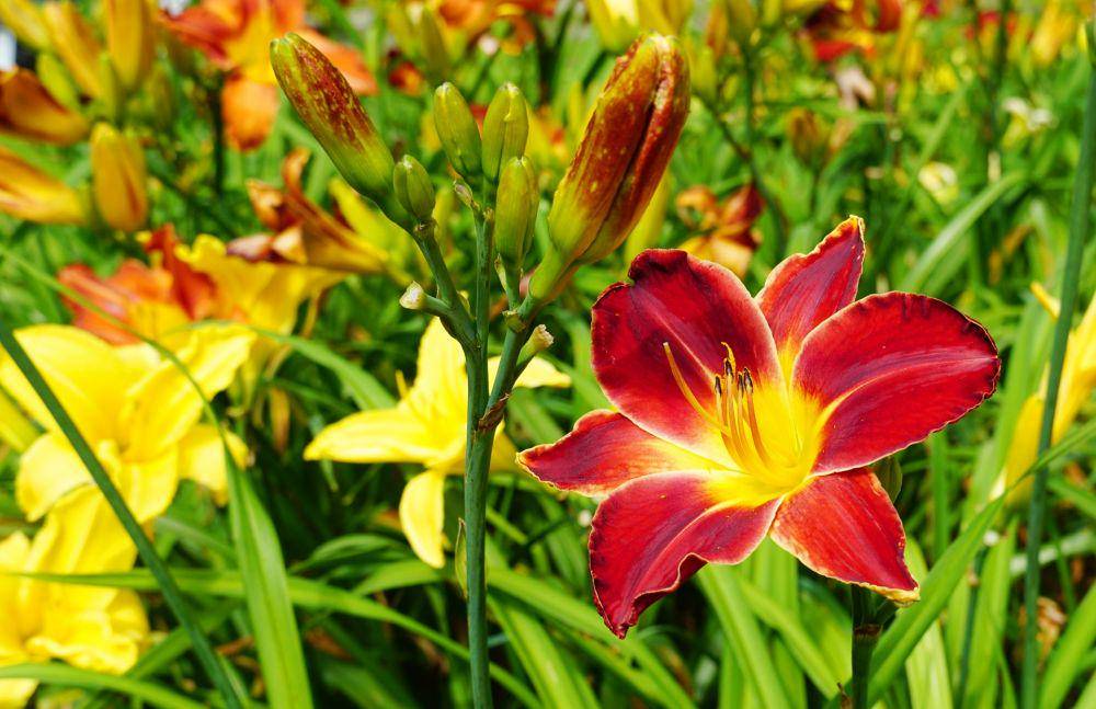 ilustrasi bunga Daylily yang beracun bagi kucing (unsplash.com/Patricia Lavigne)