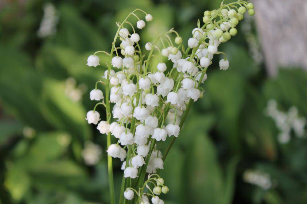 ilustrasi Lily of the Valley yang mematikan bagi kucing (pexels.com/Аська Добрая)