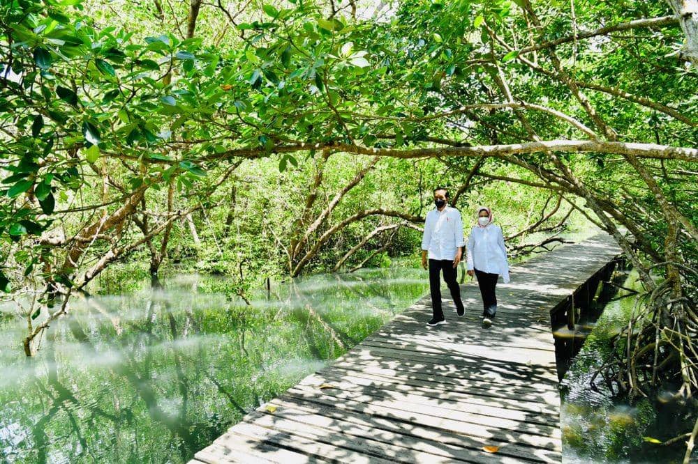 Presiden Jokowi dan Ibu Negara Iriana meninjau Taman Mangrove Ngurah Rai, Bali pada Jumat (8/10/2021). (dok. Biro Pers Kepresidenan)