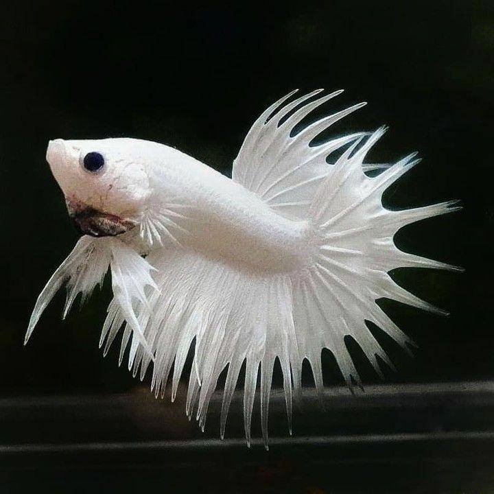 ilustrasi ikan cupang termahal (instagram.com/bettafanclub)