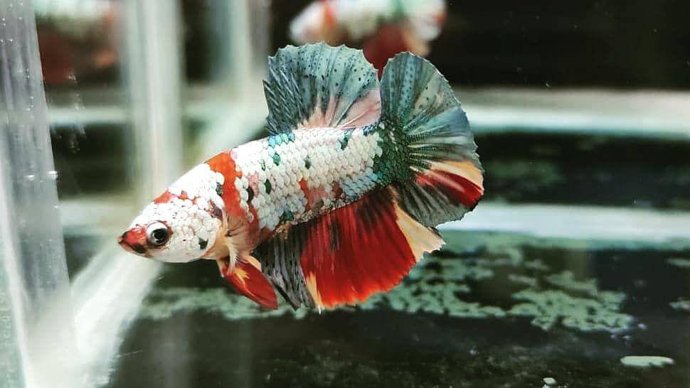 ilustrasi ikan cupang termahal (instagram.com/lelangbetta_tangerangcld)