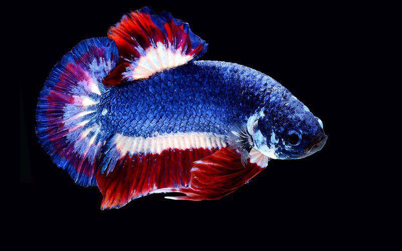 ilustrasi ikan cupang termahal (nicebettathailand.com)