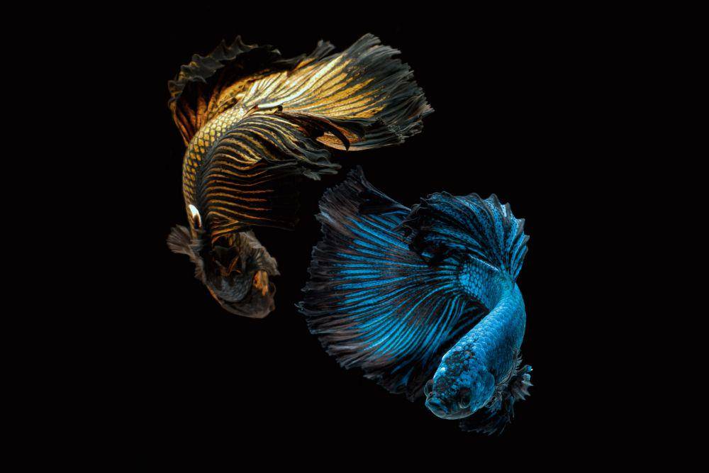 ilustrasi ikan cupang termahal (unsplash.com/KyawTun)