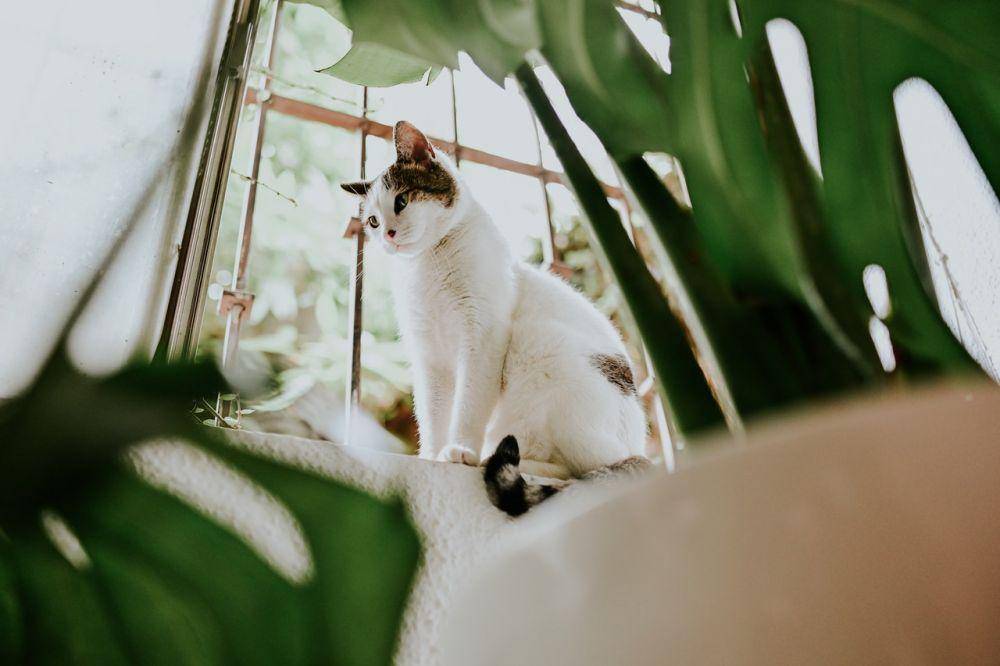 ilustrasi hewan kucing (pexels.com/Amar Preciado)