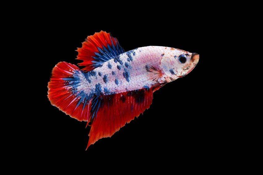 ilustrasi ikan cupang termahal (aquariumsource.com)