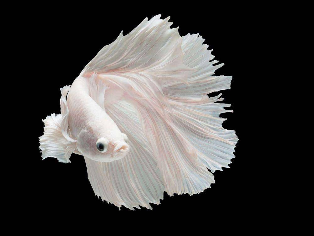 ilustrasi ikan cupang termahal (aquariadise.com)