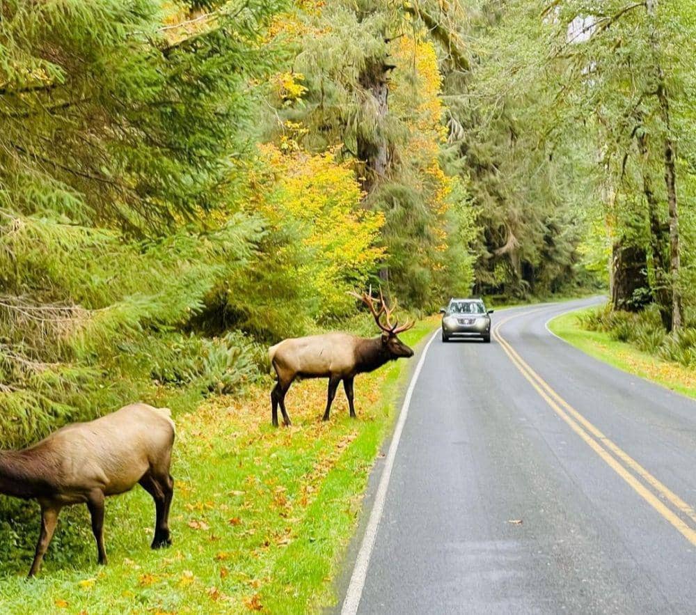 rusa di Taman Nasional Olympic (instagram.com/manmeet15khalsa)