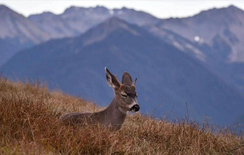 seekor rusa di Taman Nasional Olympic (instagram.com/haleywillner)