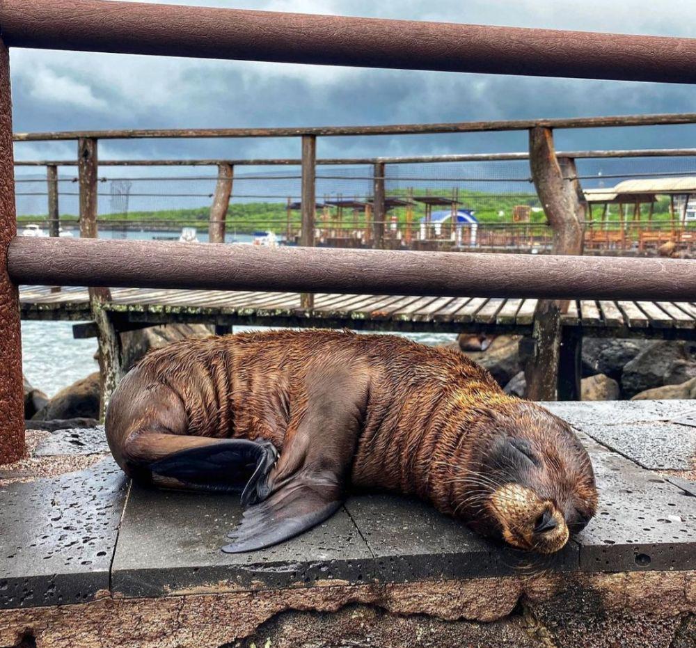 Taman Nasional Kepulauan Galapagos (instagram.com/skyisthelimit1620)