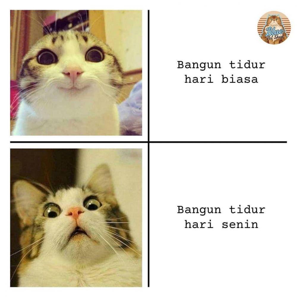 meme hari Senin (instagram.com/myblue.petshop)
