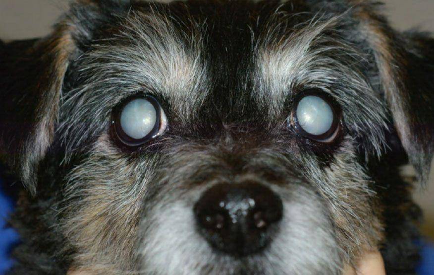 anjing yang menderita katarak pada kedua mata (rvc.ac.uk)