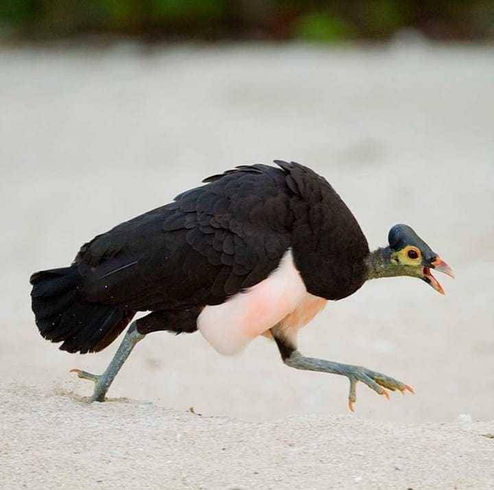 burung maleo (instagram.com/like_poso)