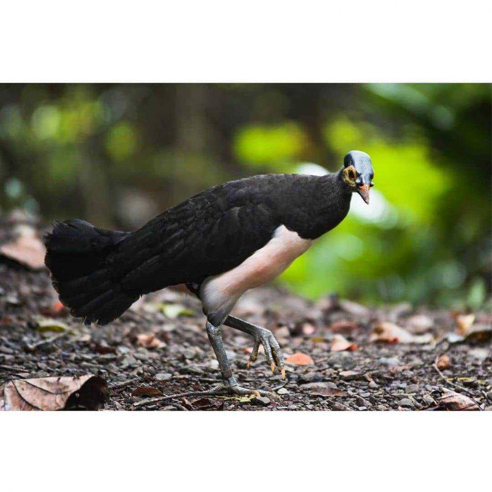 burung maleo (instagram.com/gorontalo.life)
