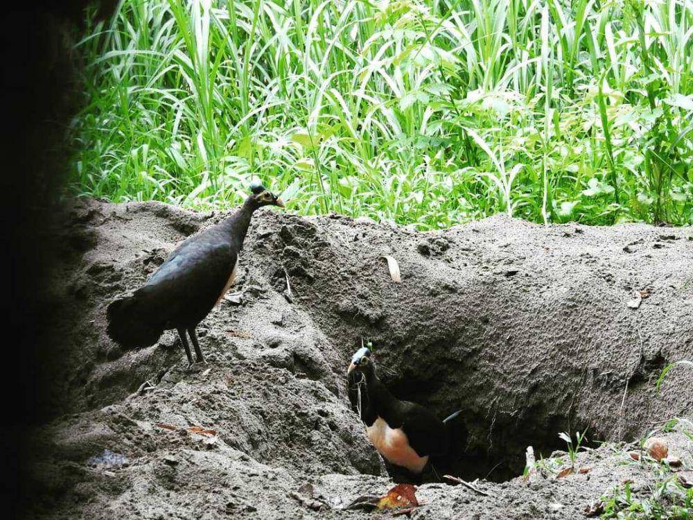 sepasang burung maleo (instagram.com/andri_21)