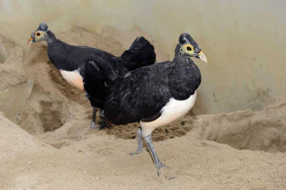 burung meleo (instagram.com/bronxzoo)