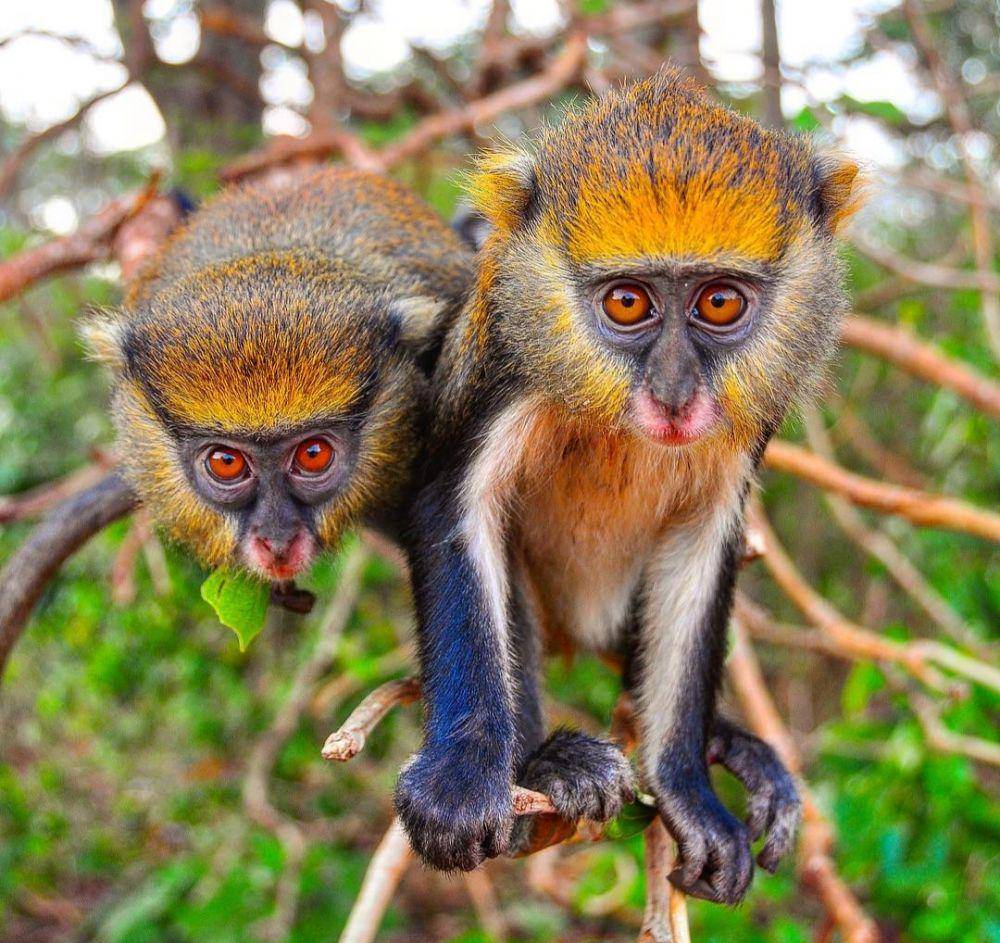Boabeng-Fiema Monkey Sanctuary (instagram.com/ganas_de_mundo)
