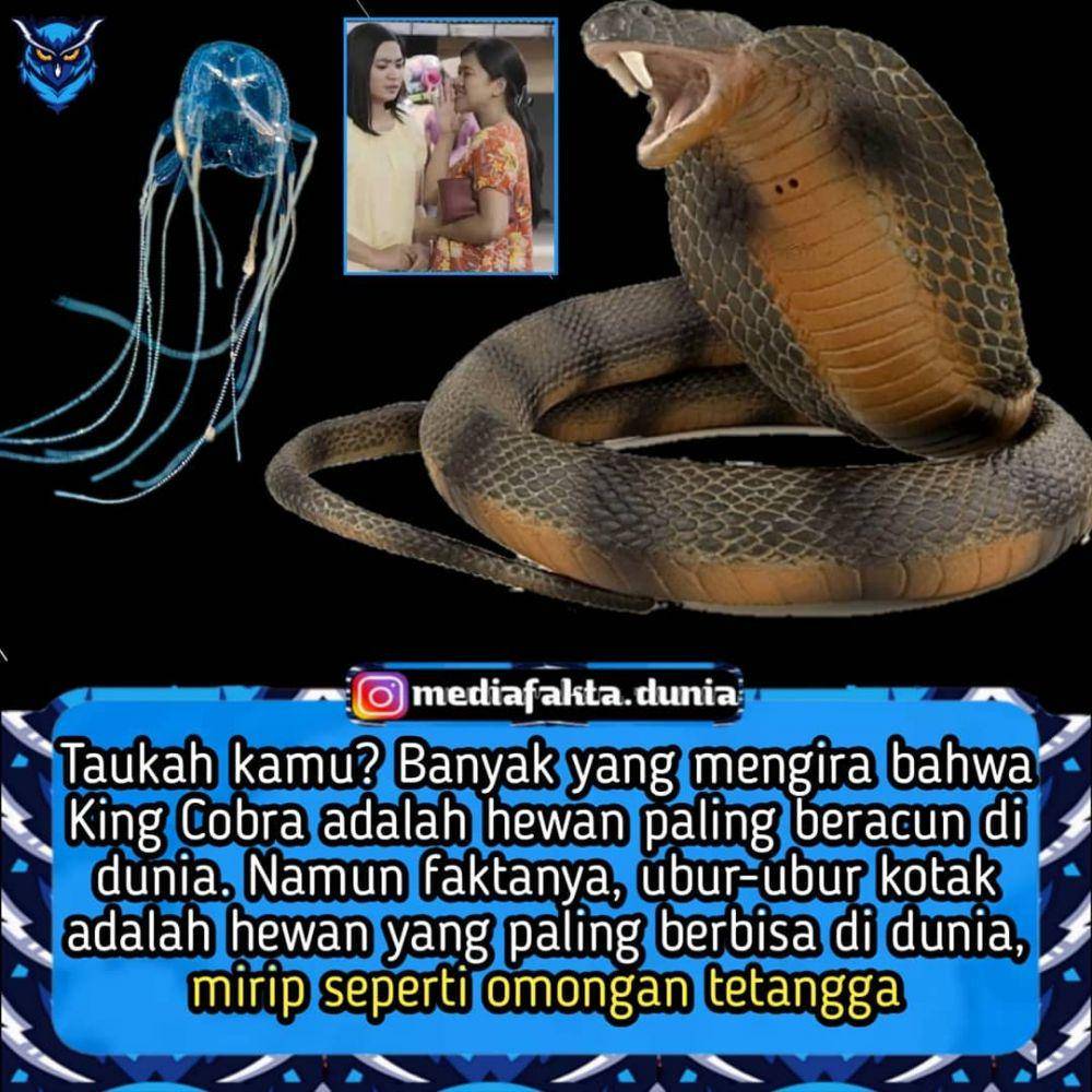 meme tetangga (instagram.com/mediafakta.dunia)