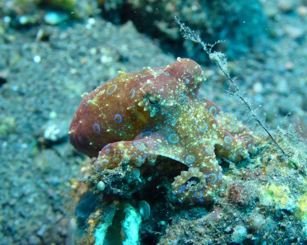 ilustrasi blue-ringed octopus di terumbu karang (pixabay.com/Took)