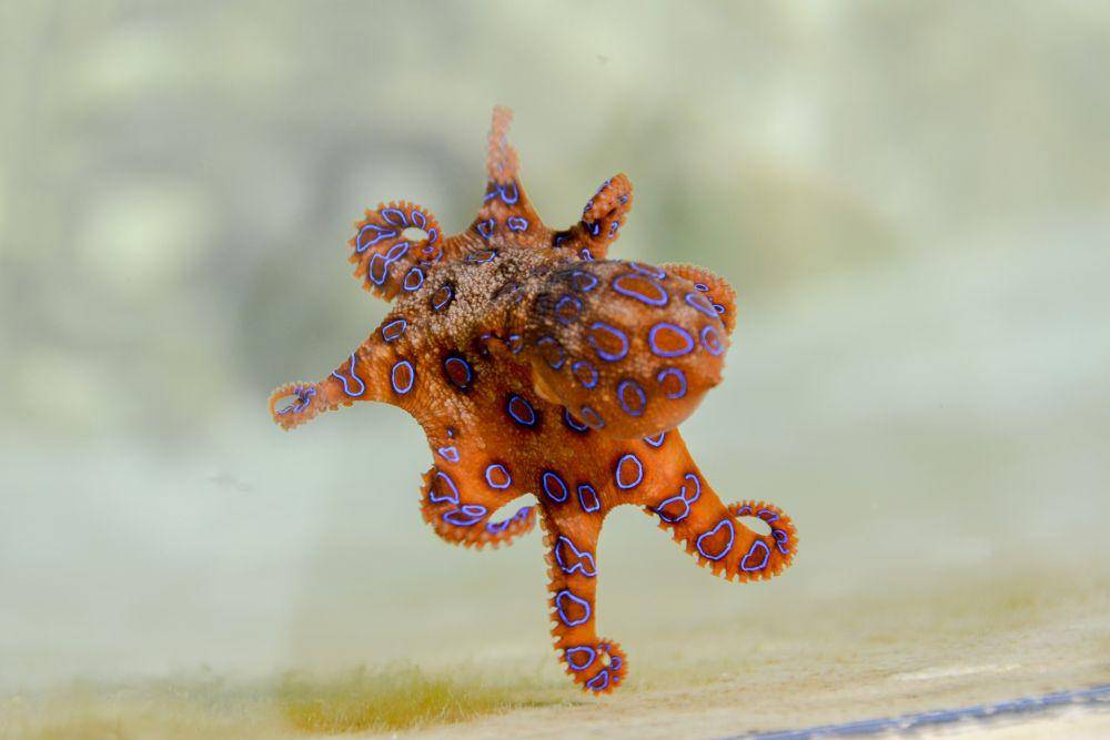 ilustrasi blue-ringed octopus yang mematikan (pixabay.com/pen_ash)