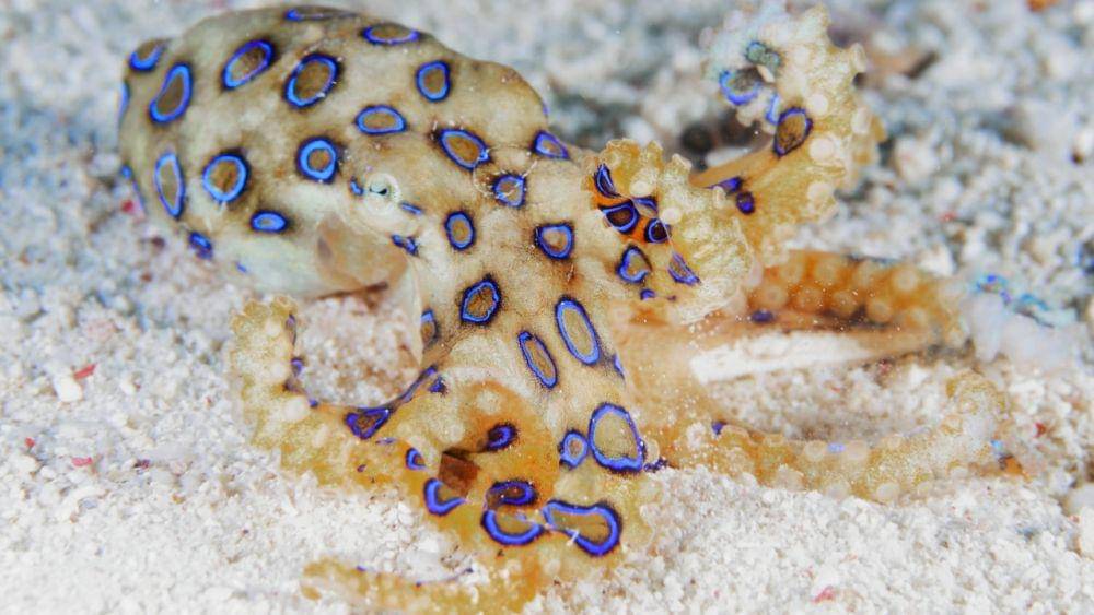 Blue-ringed octopus di Australia (adelaidenow.com.au)