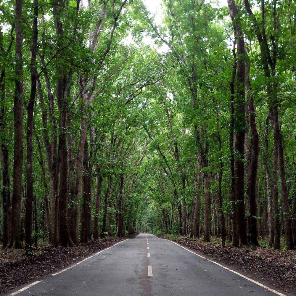jalan di Alas Purwo (instagram.com/btn_alaspurwo)