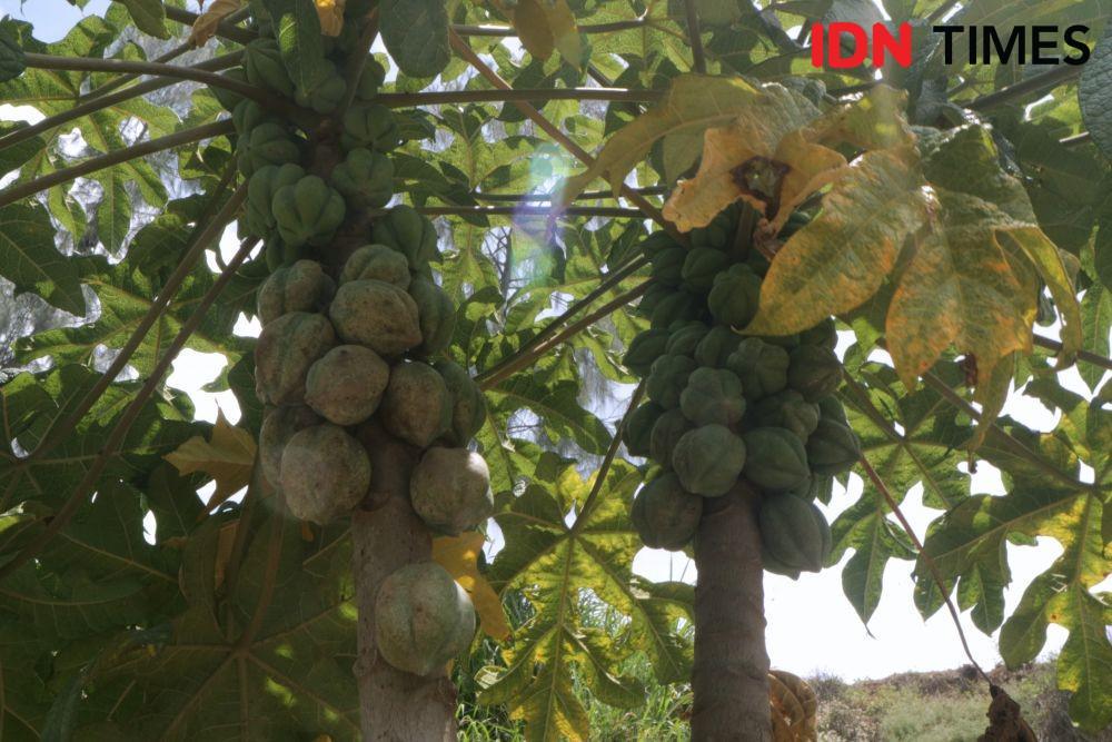 #GiziLokal: 5 Manfaat Buah Carica Khas Dieng untuk Kesehatan