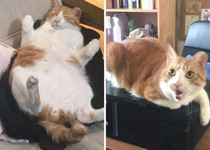 Potret diet hewan (reddit.com/r/dechonkers)