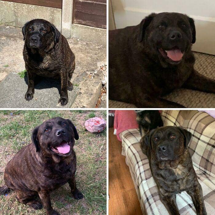 Potret diet hewan (reddit.com/r/dechonkers)