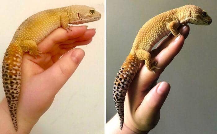 Potret diet hewan (reddit.com/r/dechonkers)