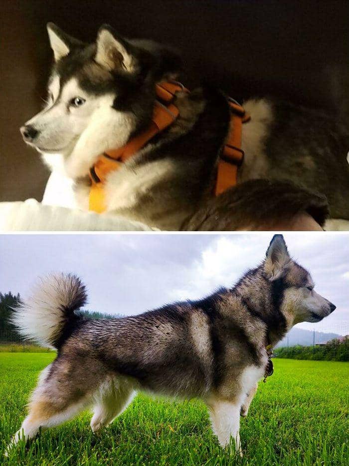 Potret diet hewan (reddit.com/r/dechonkers)