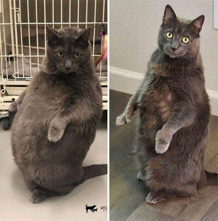 Potret diet hewan (reddit.com/r/dechonkers)