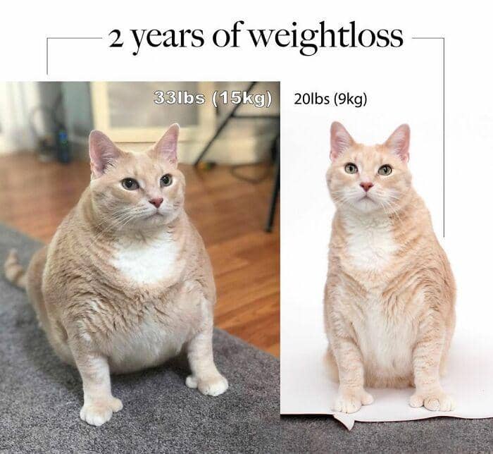 15 Potret Hewan yang Berhasil Diet dan Turunkan Beratnya